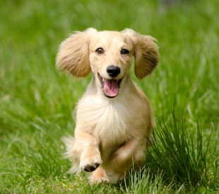 happy dog happy dog